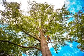 How Our Tree Care Process Works  in  Ivins, UT