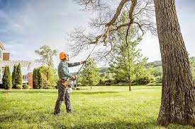 Reliable Ivins, UT Tree Care Services Solutions